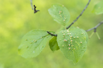 The disease leaves on plum.