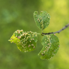 The disease leaves on plum.