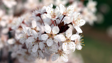 Close-up image of plum tree flower.