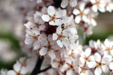A plum blossom in full blossom.