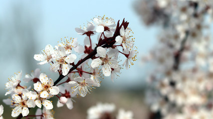 A plum blossom in full blossom at the park.
