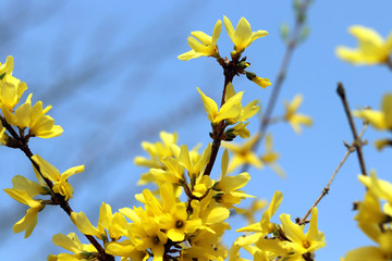 A forsythia flowers on the blue sky background.