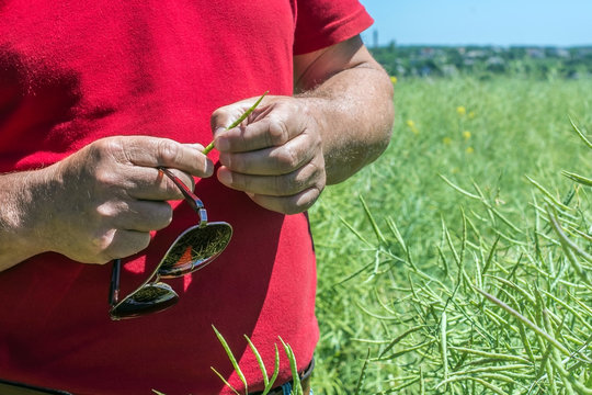 the farmer tries the rapeseed pod with his hands and counts how many beans there are, checks for the presence of harmful insects and diseases
