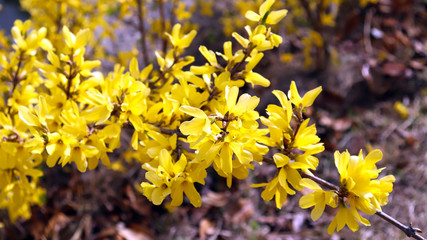 The full bloom forsythia flowers.