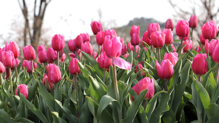 Pink tulip flowers in the garden.