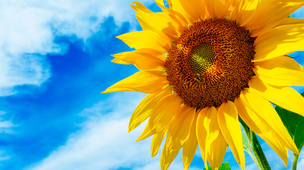 Obraz premium Yellow sunflower against the background of the blue sky