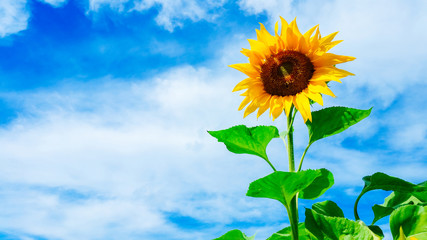 Yellow sunflower against the background of the blue sky