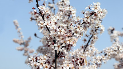 The plum blossom in full bloom on the blue sky background.