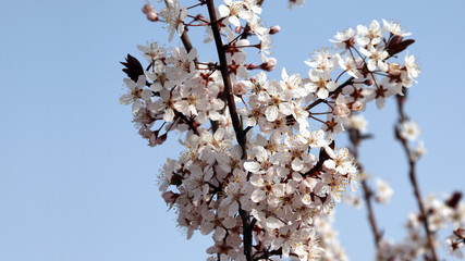 Plums flowers in full bloom against the blue sky.