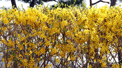 Yellow forsythia flowers blooming on the street.