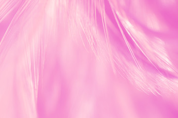 Bird and chickens feather texture for background Abstract,blur style and soft color of art design.