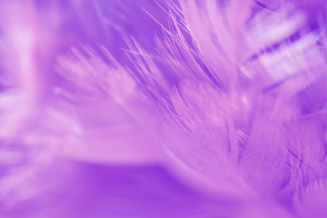 Bird and chickens feather texture for background Abstract,blur style and soft color of art design.