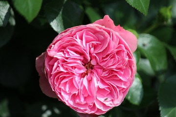 Rose type named Leonarda da Vinci in close-Up isolated from a rosarium in Boskoop the Netherlands