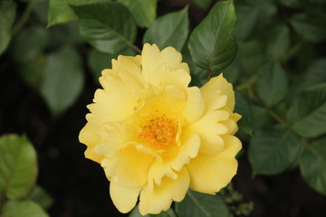 Rose type named Liesbeth Canneman in close-Up isolated from a rosarium in Boskoop the Netherlands