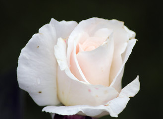 Rose type named Maria Mathilda in clouse-Up isolated from a rosarium in Boskoop the Netherlands