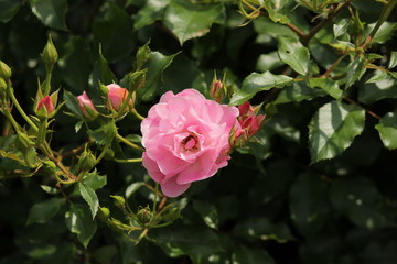 Rose type named Maxi Vita in close-Up isolated from a rosarium in Boskoop the Netherlands