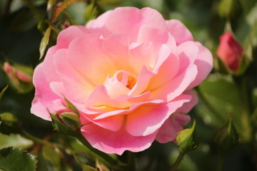 Rose type named Maxi Vita in close-Up isolated from a rosarium in Boskoop the Netherlands