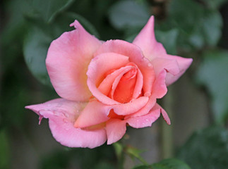 Rose type named xxx in close-Up isolated from a rosarium in Boskoop the Netherlands
