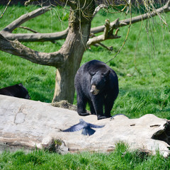 American Black Bear Ursus Americanus in forest clearing landscape setting