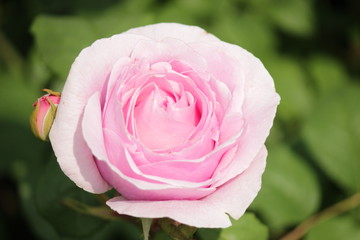 Rose type named Princesse Claire in close-Up from a rosarium in Boskoop the Netherlands