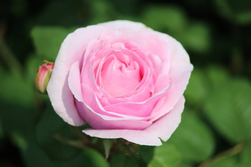 Rose type named Princesse Claire in close-Up from a rosarium in Boskoop the Netherlands