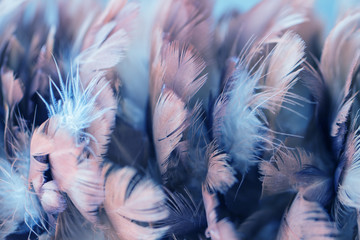 Bird and chickens feather texture for background Abstract,blur style and soft color of art...
