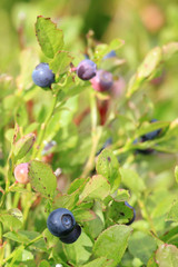 Organic Wild Blueberry