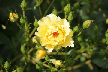 Rose type named Sunrise Winterjuwel in close-Up isolated from a rosarium in Boskoop the Netherlands