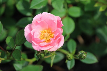 Rose type named Tender Cover in close-Up isolated from a rosarium in Boskoop the Netherlands