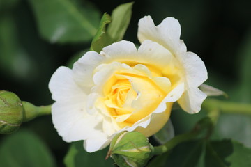 Rose type named Xantippe in clouse-Up isolated from a rosarium in Boskoop the Netherlands