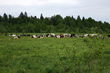 Cows grazing on a green summer meadow