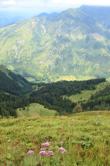 Fototapeta na wymiar Vegetation in The Alps