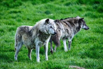 Beautiful Timber Wolf Cnis Lupus stalking and eating in forest clearing landscape setting