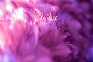 Bird and chickens feather texture for background Abstract,blur style and soft color of art design.