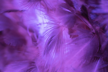 Obraz premium Bird and chickens feather texture for background Abstract,blur style and soft color of art design.for mobile case