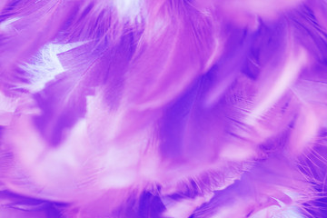 Obraz premium Bird and chickens feather texture for background Abstract,blur style and soft color of art design.for mobile case