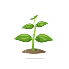 Plant sprout growing vector isolated