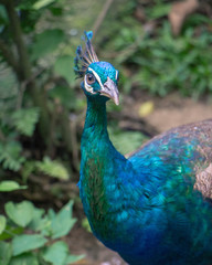 Fototapeta premium Surprised Peacock