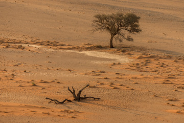 arbre mort et arbre vivant