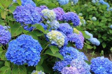 斜面に咲く紫陽花