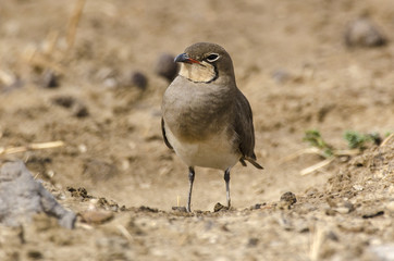Glaréole à collier,.Glareola pratincola, Collared Pratincole