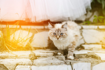 the cat sits on a ruined stair, the animals at the wedding