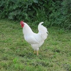 live chickens, hen, rooster in green grass