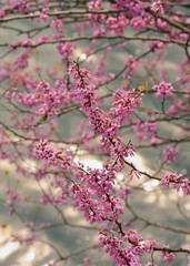Lovely pink blossom of a cherry tree, Hangzhou, China