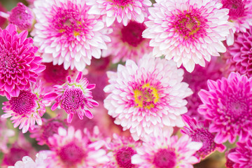 Colorful flowers chrysanthemum made with gradient for background,Abstract,texture,Soft and Blurred style.postcard.