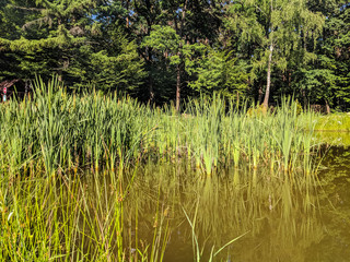 Landscape of nature with lake and grass in the summer season