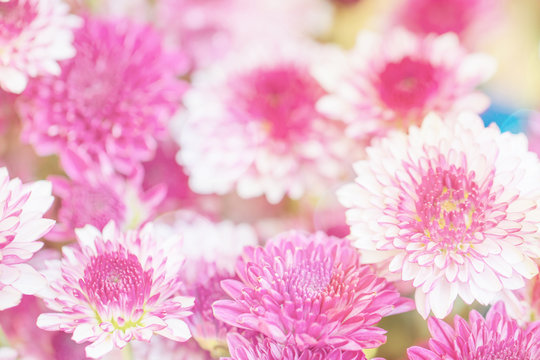 Colorful flowers chrysanthemum made with gradient for background,Abstract,texture,Soft and Blurred style.postcard. © Chunnapa