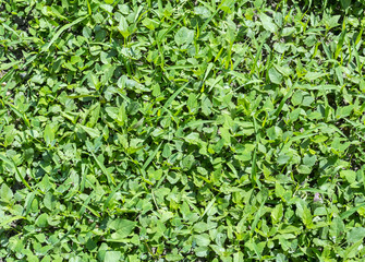 weeds a wild plant growing where it is not wanted