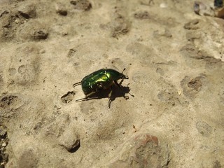 green beetle bronze
