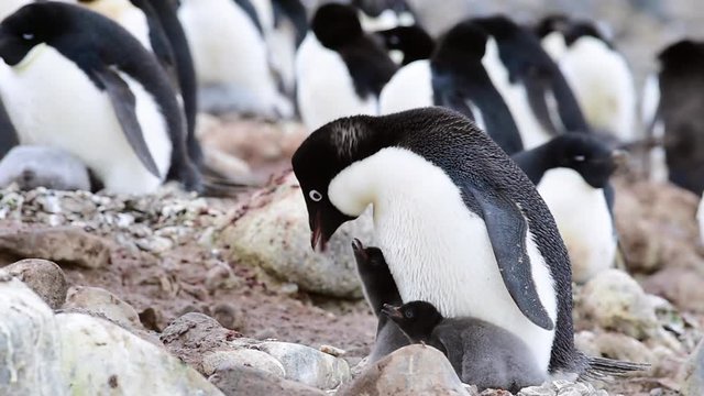 Adelie Penguin with chicks